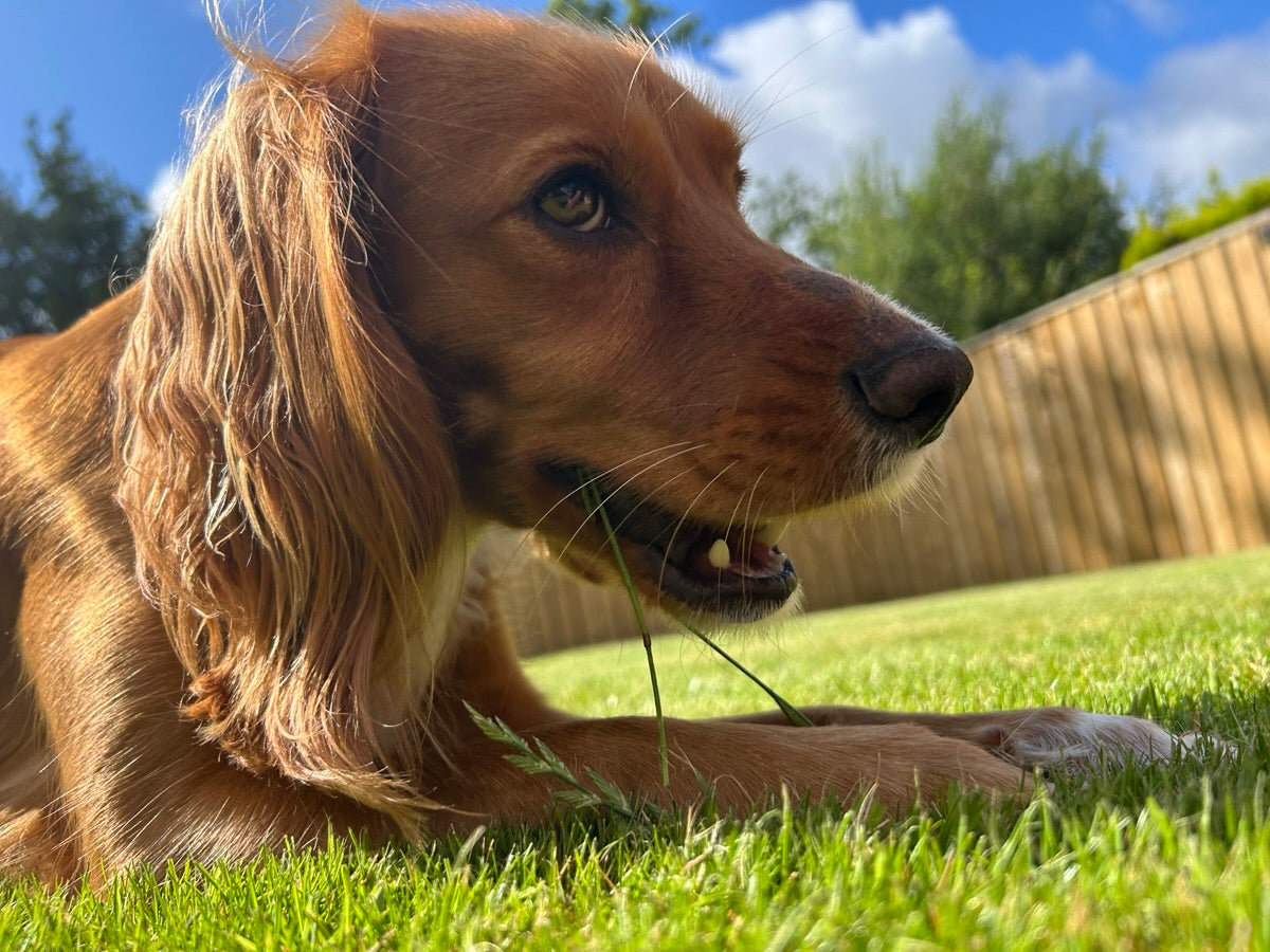 Rosa resting in the grass on a sunny day.